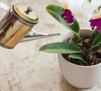 Kaffeesatz als Dünger für Orchideen und was der bewirkt