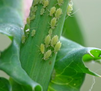 Kaffeesatz gegen Blattläuse – So vertreiben Sie die frechen Plagegeister von Ihren Pflanzen!