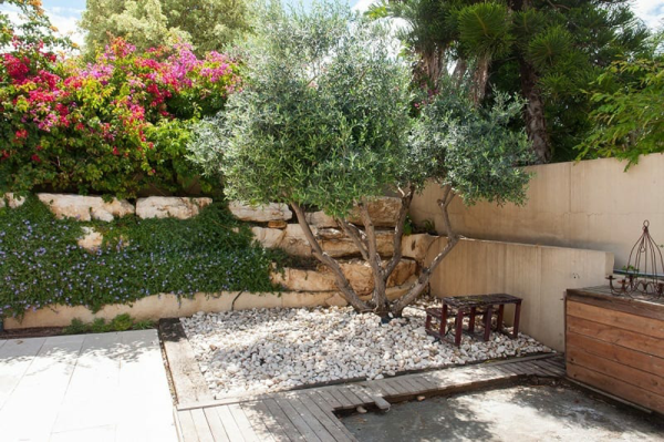 mediterrane gartengestaltung innenhof olivenbaum pflanzen