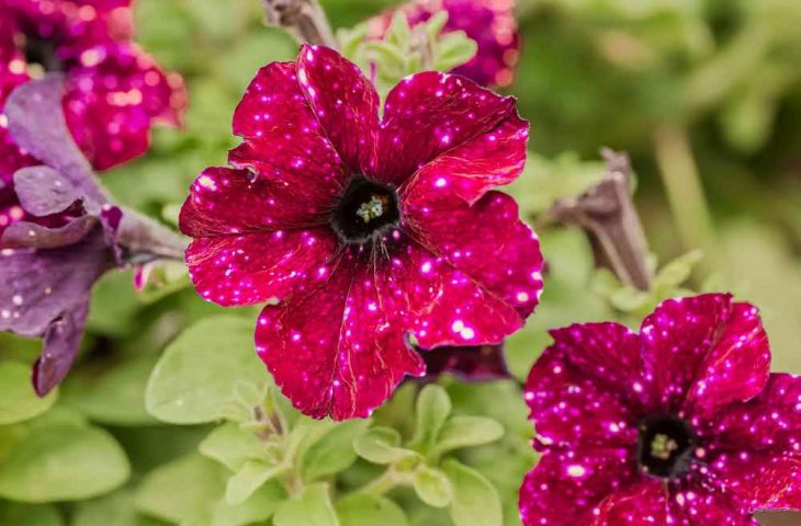 Petunien Pflege - für schöne, reiche Blüte