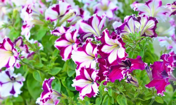 prächtige Blüte durch richtige Petunien Pflege