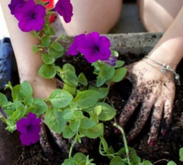 Petunien Pflege – die richtigen Tipps für eine reiche Blüte bis in den Herbst hinein