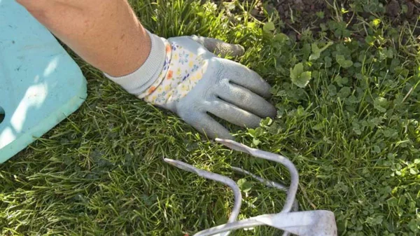 Hand mit Gartenhandschuh auf dem Rasen 