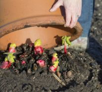Rhabarber pflanzen- nützliche Tipps für gelungene Ernte