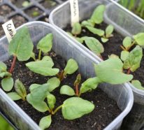 Rhabarber pflanzen- nützliche Tipps für gelungene Ernte