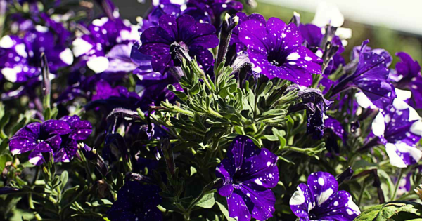 richtige petunien pflege lila weiss farbene blueten