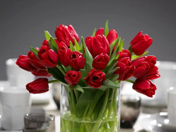 rote franzoesische tulpen in der vase