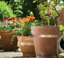 Schnecken bekämpfen mit Hausmitteln- das Beste für Ihre Gartenpflanzen