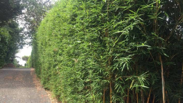 schnellwachsende hecke bambus