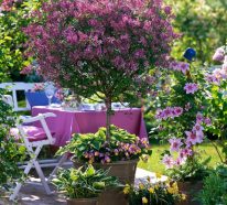 Sichtschutzpflanzen für Kübel- 11 Gartenideen, die gut dazu passen