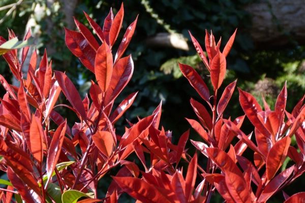 sichtschutzpflanzen fuer kuebel koniferen im kuebel immergruene rote glanzmispel blaetter
