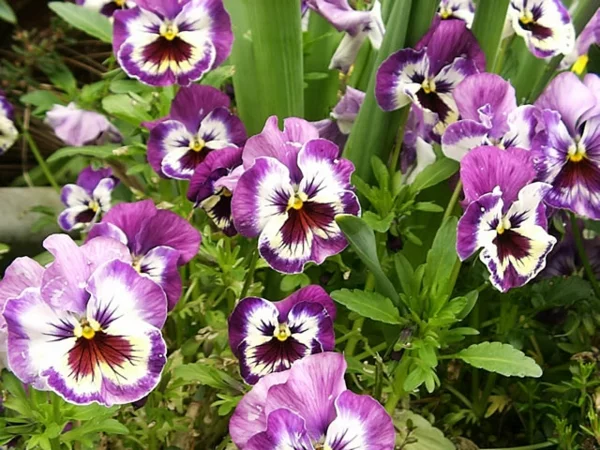 stiefmütterchen pflanzen ab wann coole lilafarbige blüten