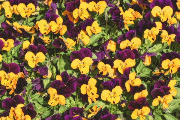 stiefmütterchen pflanzen ab wann frische farben gelb violett