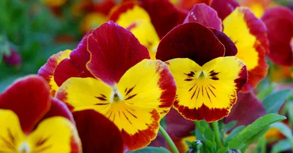 stiefmütterchen pflanzen ab wann frische gartenblumen krasse farben