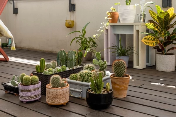 Set,Of,Beautiful,Plants,And,Cacti,On,The,Floor,Of