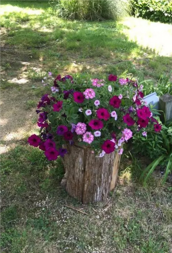 Baumstamm als Gartendeko niedriges Pflanzgefäß schöne Blütenpracht in Violett und Rosa