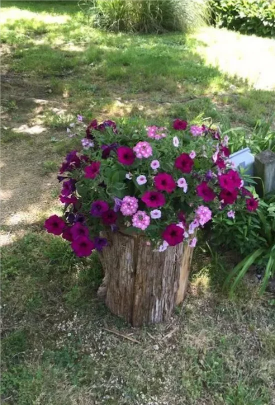 Baumstamm als Gartendeko niedriges Pflanzgefäß schöne Blütenpracht in Violett und Rosa