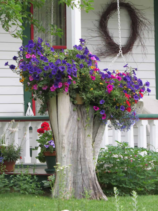 Baumstamm als Gartendeko verzweigter Baumstumpf als Blumenständer tolle Blütenpracht blaue und rosa Petunien