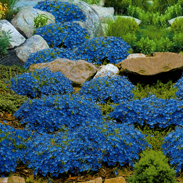 Blauerstern Blüten Gartenpflanze Steingarten Ideen