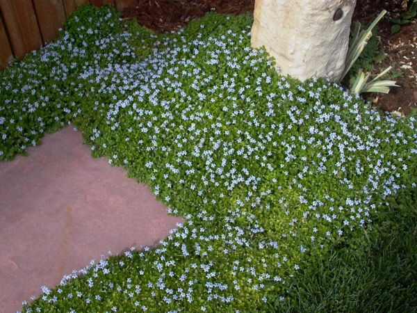 Blauerstern Blüten Gartenpflanzen Bodendecker