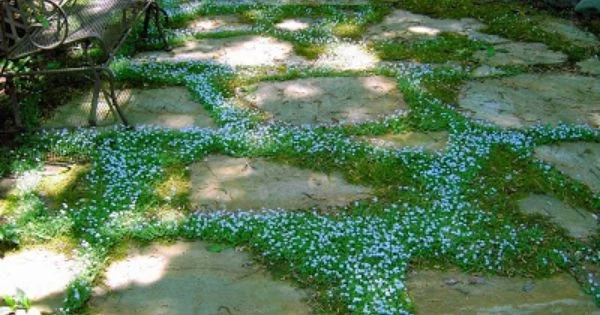 Blauerstern Blüten blau Gartenpflanze Bodendecker
