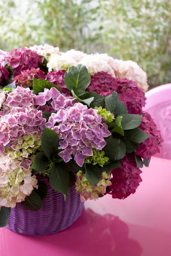 Blumen mit negativer Symbolik Hortensien Blüten in der Vase verschiedene Farben Symbol für Eitelkeit