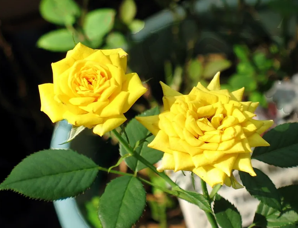 Blumen mit negativer Symbolik gelbe Rosen im Garten ein richtiger Blickfang