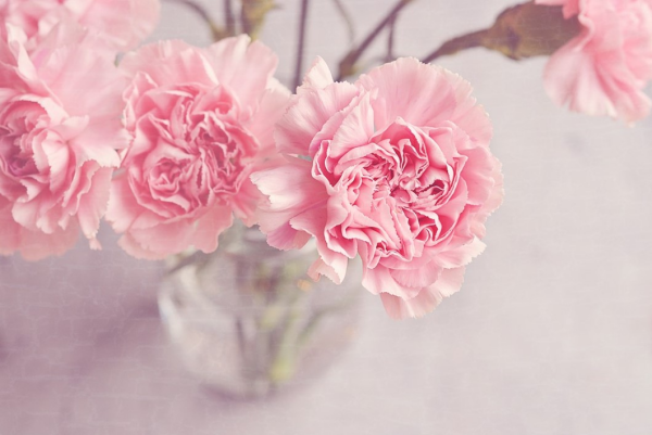 Blumen mit negativer Symbolik rosa Nelken symbolisieren junge Liebesbeziehung