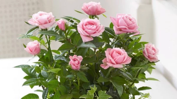 Blumen mit negativer Symbolik rosa Rosen positive Ausstrahlung stehen für junge Liebesbeziehung