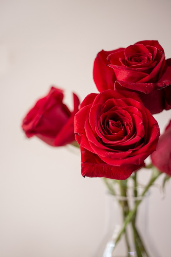 Blumen mit negativer Symbolik rote Rosen das ewige Symbol der Liebe