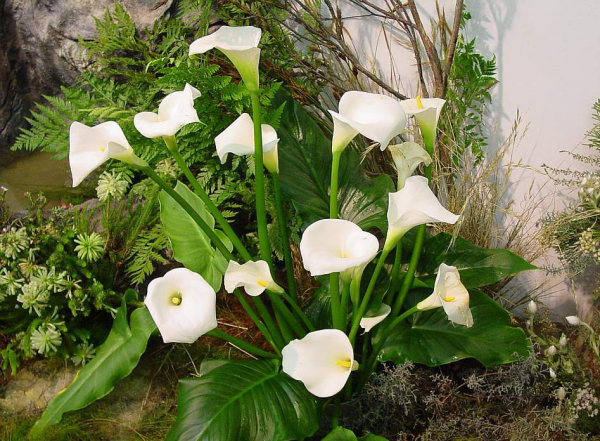 Blumen mit negativer Symbolik weiße Callas im Garten sehr eleganter Look