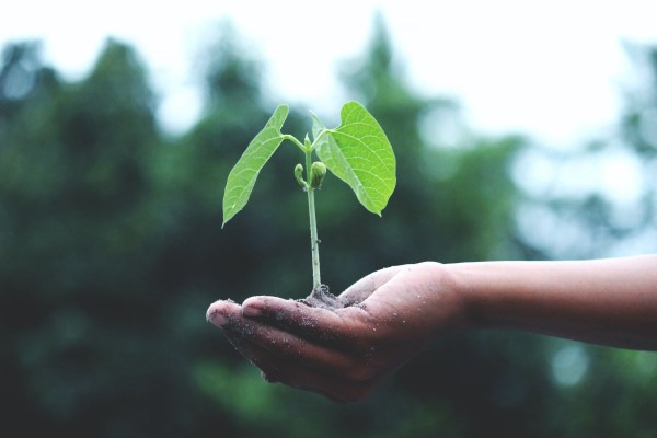 Bodenverbesserung – natuerliche Mittel und Methoden junge pflanze in schoener erde