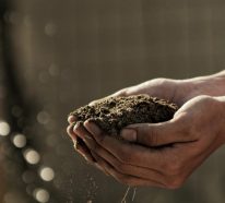 Bodenverbesserung – natürliche Mittel und Methoden