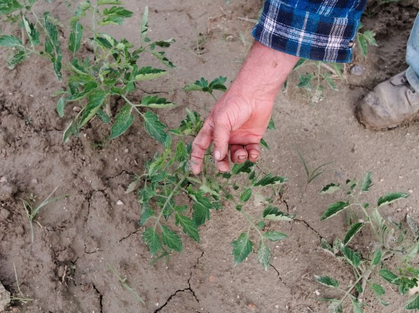 Bodenverbesserung – natuerliche Mittel und Methoden tomaten erde trocken lehmig