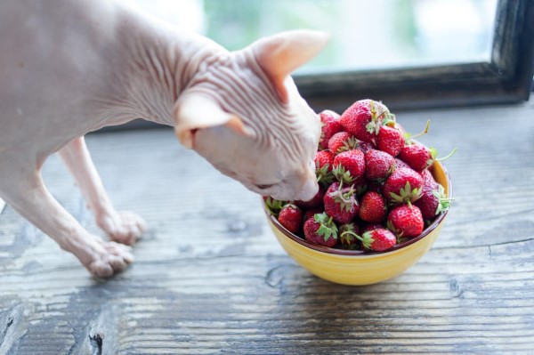 Duerfen Katzen Erdbeeren essen beeren riechen sphynx katze