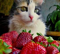 Dürfen Katzen Erdbeeren essen?