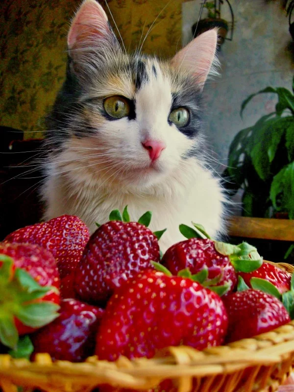 Duerfen Katzen Erdbeeren essen bunte katze mit erdbeeren