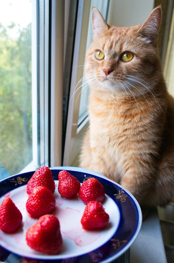 Duerfen Katzen Erdbeeren essen erdbeere nicht gut fuer katzen