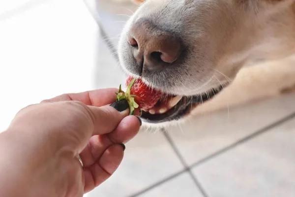 Duerfen Katzen Erdbeeren essen hund frisst erdbeere