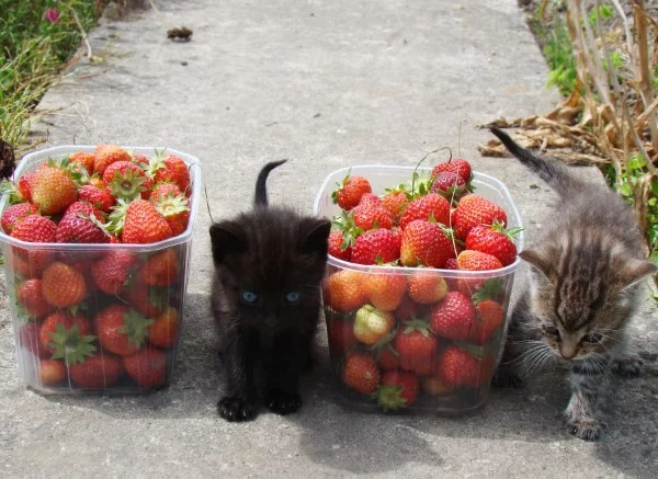 Duerfen Katzen Erdbeeren essen kaetzchen besonders aufpassen