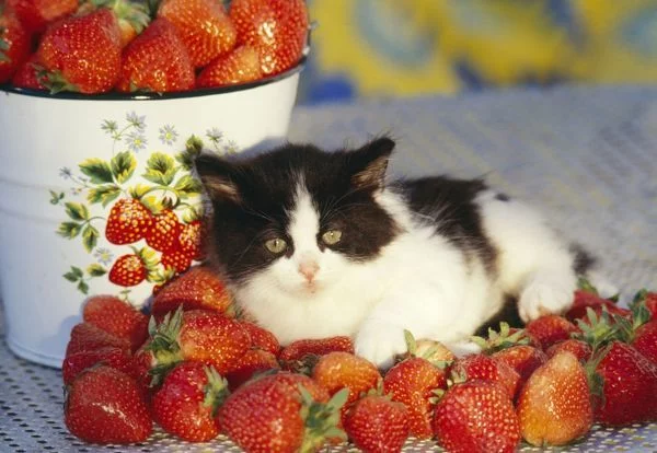 Duerfen Katzen Erdbeeren essen kaetzchen liegt auf erdbeeren