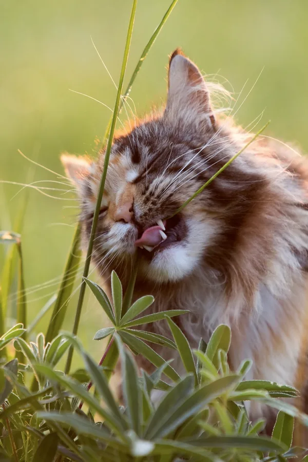 Duerfen Katzen Erdbeeren essen katze frisst gras