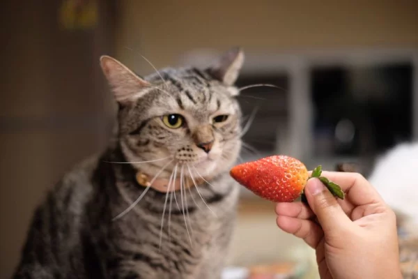 Duerfen Katzen Erdbeeren essen katze riecht untersucht beere