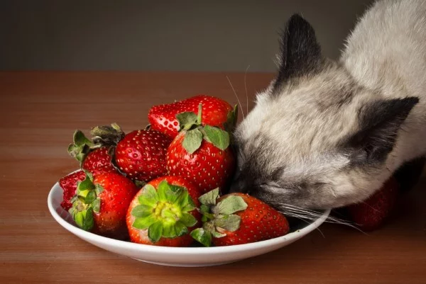 Duerfen Katzen Erdbeeren essen katze untersucht beeren