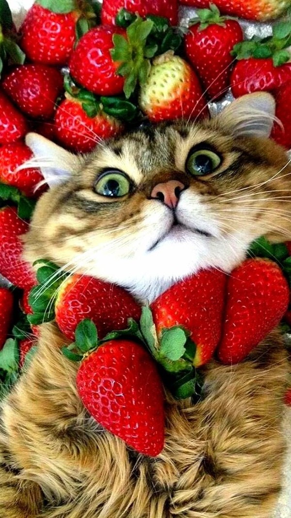 Duerfen Katzen Erdbeeren essen katzen sollten keine beeren fressen