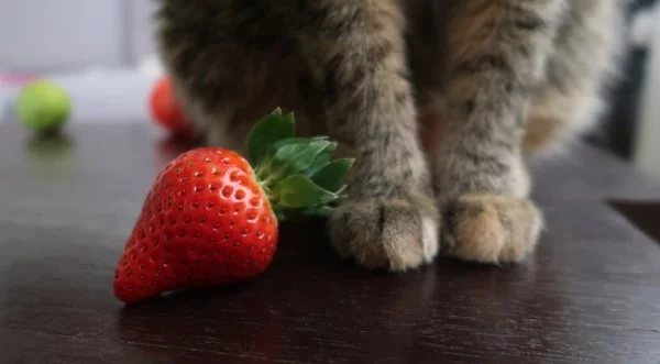 Duerfen Katzen Erdbeeren essen mieze stubentiger mit beere