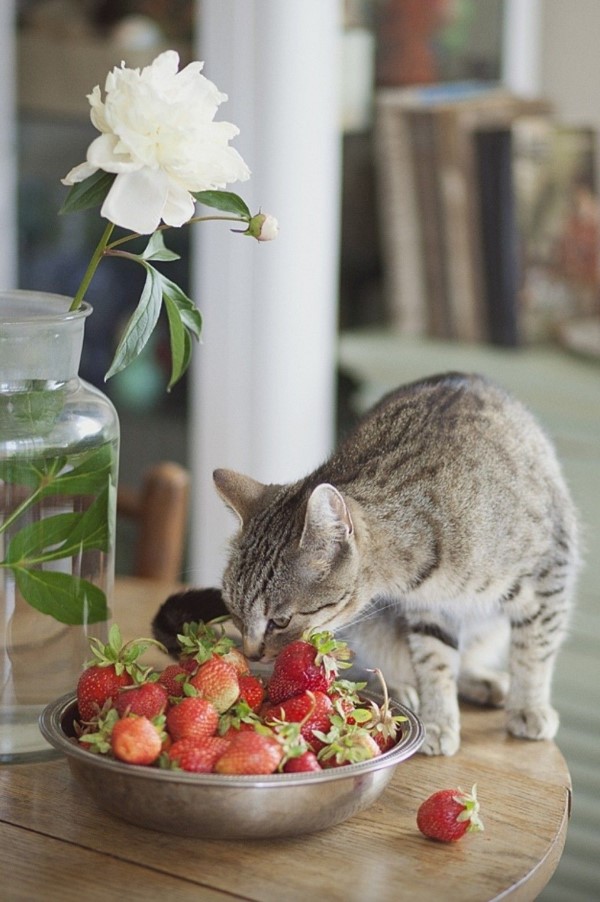 Duerfen Katzen Erdbeeren essen stubentiger sollten keine beeren essen