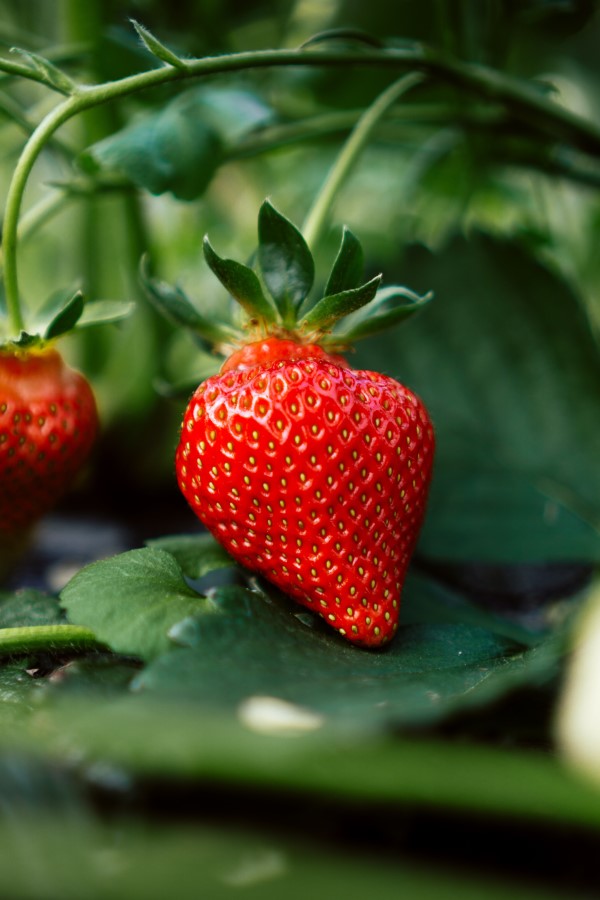 Erdbeeren duengen – Tipps fuer eine ueppige und koestliche Ernte erdbeere rot lecker