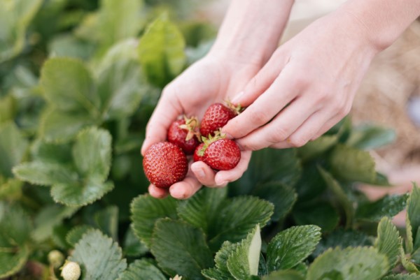 Erdbeeren duengen – Tipps fuer eine ueppige und koestliche Ernte erdbeeren aus dem eigenen garten
