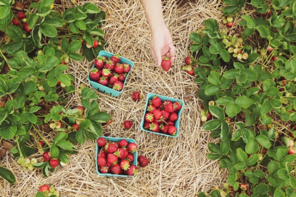 Erdbeeren duengen – Tipps fuer eine ueppige und koestliche Ernte erdbeeren feld stroh